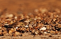 Shore lark pair - A